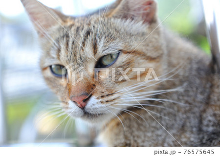 動物 動物学 猫 76575645