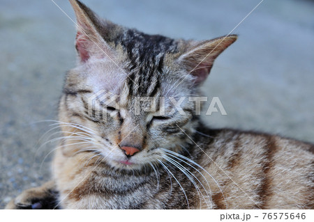 動物 動物学 猫 76575646
