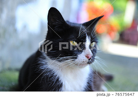 動物 動物学 猫 76575647