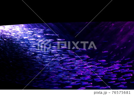 イワシのパフォマンス 76575681