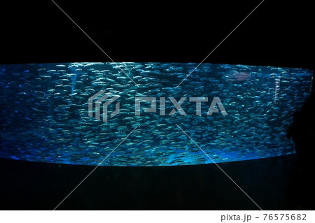 イワシのパフォマンス 76575682