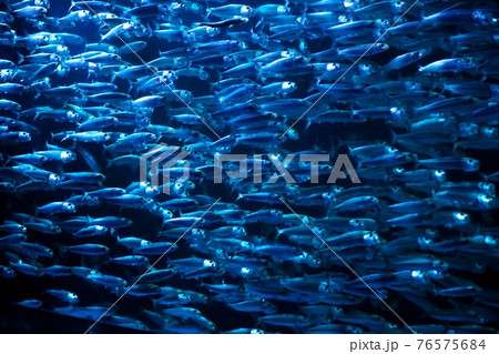 イワシのパフォマンス 76575684