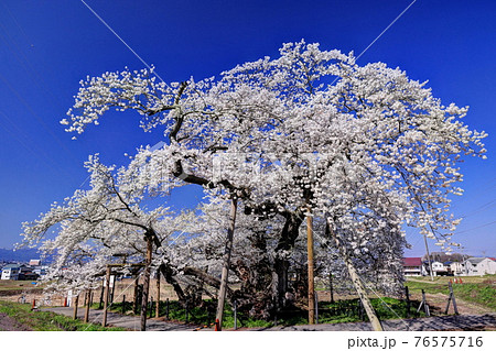 石部桜の写真素材