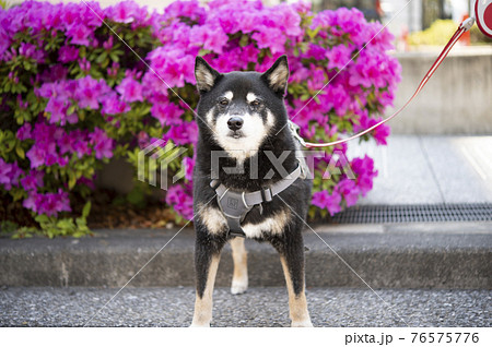 黒柴犬と、鮮やかなツツジ 黒柴犬と、鮮やかなツツジ 76575776