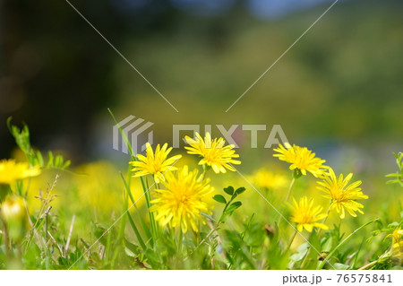 草むらのたんぽお・背景ボカシ6 76575841