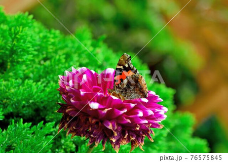 あげは蝶 キアゲハ 揚羽 76575845