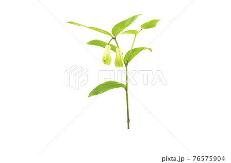 ホウチャクソウ ホウチャクソウ 76575904