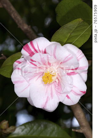 ツバキ 76575909