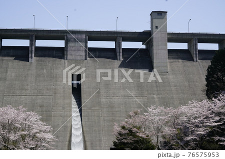 初瀬ダム桜花咲くころ 76575953