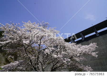 初瀬ダム桜花咲くころ 初瀬ダム桜花咲くころ 76575963