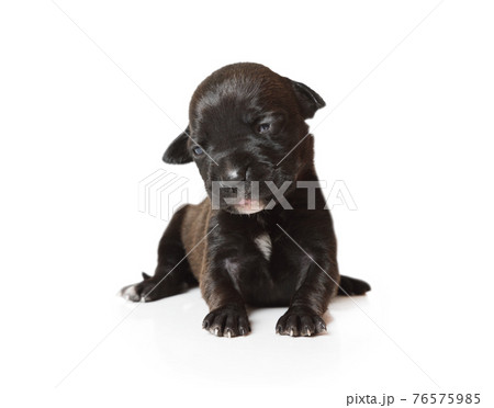 Small black ten days old purebred American Pit Bull Terrier puppy sitting over white 76575985