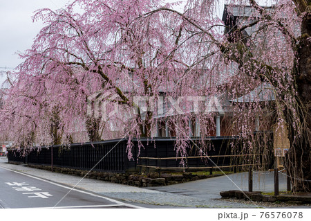 角館の桜 武家屋敷通り 桜のトンネル 角館の桜 武家屋敷通り 桜のトンネル 76576078