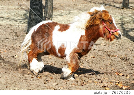 牧場の可愛いお馬たちの写真素材