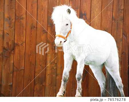 牧場の可愛いお馬たちの写真素材