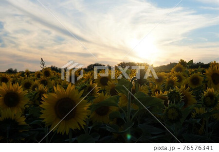 北海道ニセコの夕暮れのひまわり 76576341