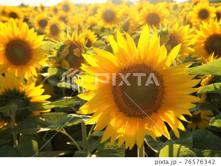 北海道ニセコのひまわり 76576342