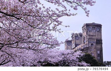 根岸森林公園と桜 76576494
