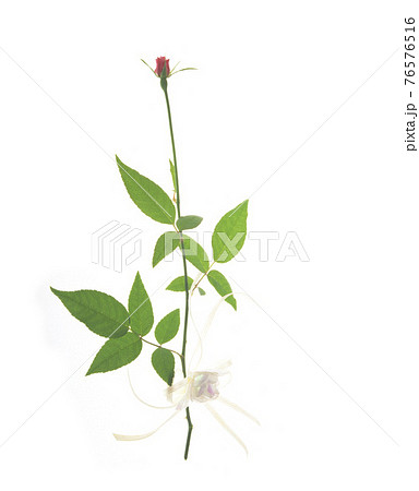 花 フラワー お花 76576516