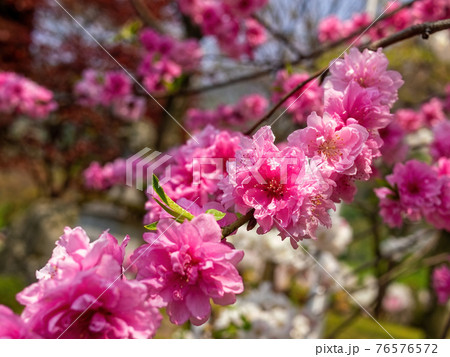 咲いているピンクの花桃の花 76576572