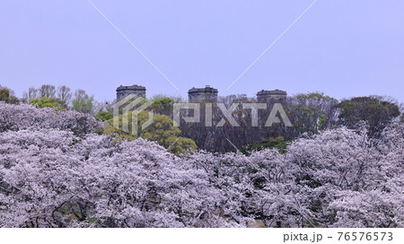根岸森林公園と桜 76576573
