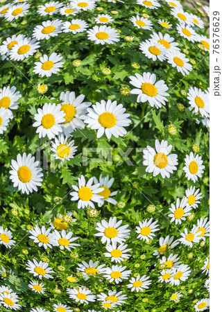 沢山ののノースポールの花 沢山ののノースポールの花 76576629