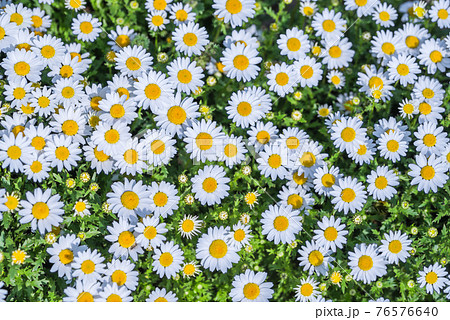 俯瞰で見る沢山のノースポールの花 76576640