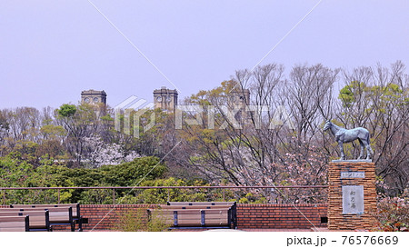 根岸森林公園と桜の写真素材