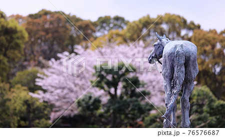 根岸森林公園と桜 76576687