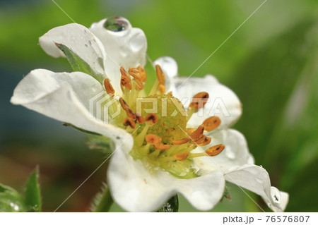 桃薫イチゴの花 76576807