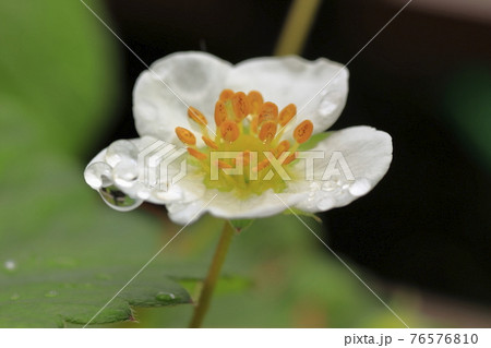 桃薫イチゴの花 76576810