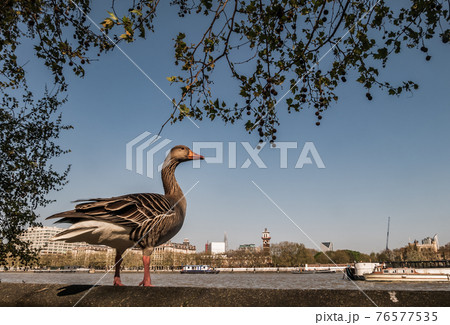 The wild greylag goose resting on stone wall on embankment of the river Thames in the downtown of London. 76577535