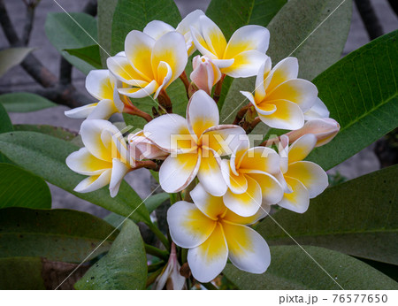 Group of white yellow plumeria frangipani flowers ( Leelawadee ) on green leaf background. 76577650