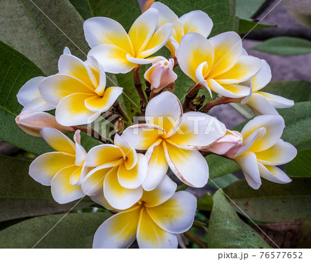Group of white yellow plumeria frangipani flowers ( Leelawadee ) on green leaf background. 76577652