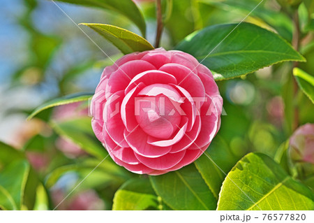 ピンクのオトメツバキの花 76577820