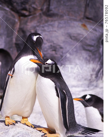 可愛いペンギンの写真素材