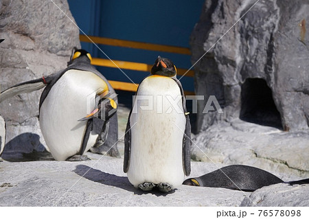 可愛いペンギンの写真素材