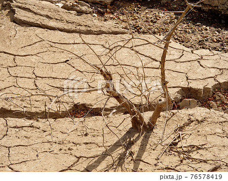 干上がったダム湖の底の流木 76578419