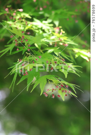 モミジの若葉と花と果実 種 の写真素材