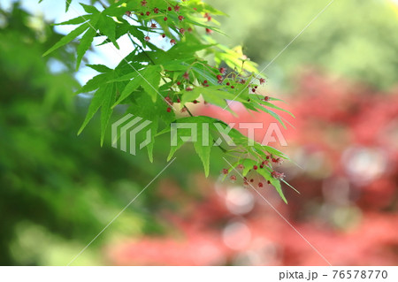 モミジの若葉と花と果実 種 赤いノムラモミジの背景の写真素材