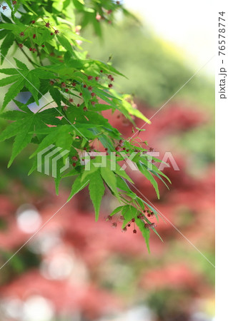 モミジの若葉と花と果実（種）　赤いノムラモミジの背景 76578774