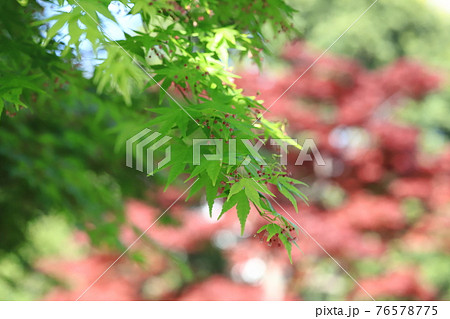 モミジの若葉と花と果実（種）　赤いノムラモミジの背景 76578775