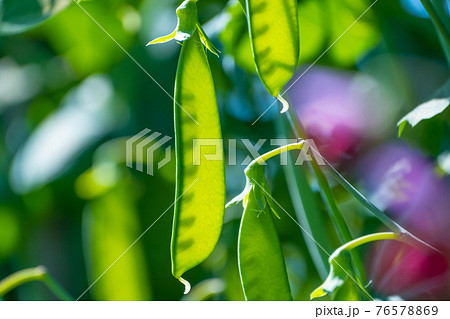 さやえんどう 76578869
