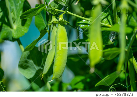 スナップエンドウ 76578873