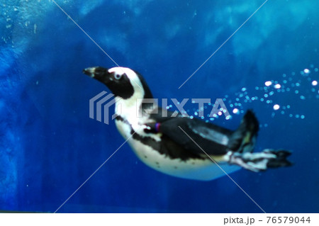 人気のケープペンギン 76579044