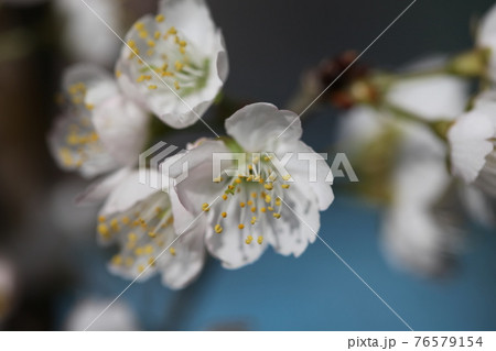 サクランボの花の写真素材