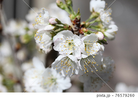 サクランボの花の写真素材