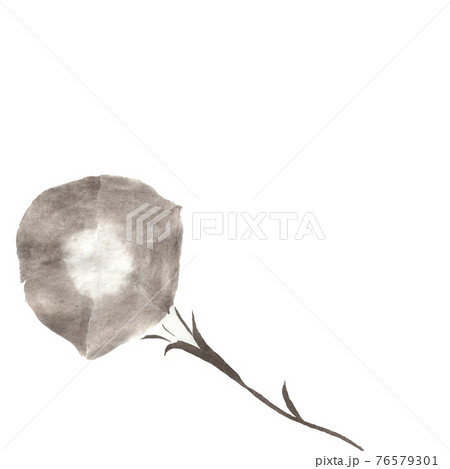 朝顔(墨の手描きイラスト) 朝顔(墨の手描きイラスト) 76579301