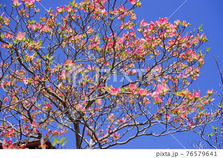 爽やかな春の花木・はなみずき 爽やかな春の花木・はなみずき 76579641