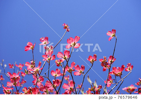 爽やかな春の花木 はなみずき4の写真素材