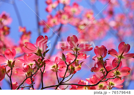 爽やかな春の花木 はなみずき6の写真素材
